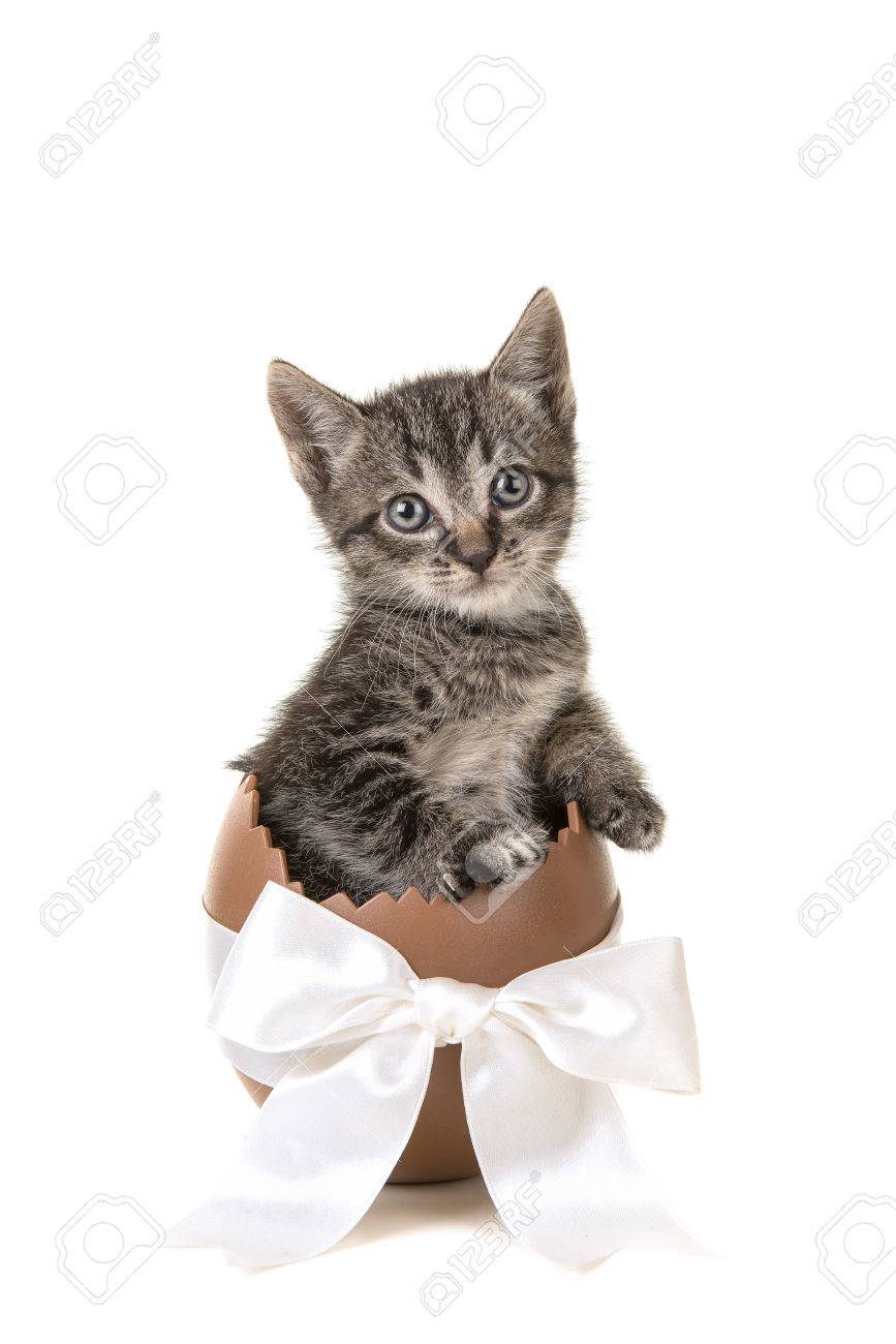 Oeuf De Paques Au Chocolat Avec Ruban Blanc Avec 5 Semaines Bebe Chat Tabby Face A La Camera Isole Sur Fond Blanc Banque D Images Et Photos Libres De Droits Image
