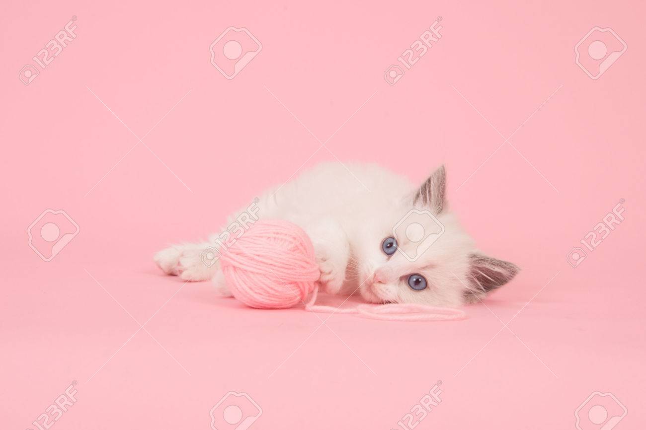 Mignon Longhair Bebe Chat Ragdoll Couchee Sur Le Sol Avec Une Pelote De Laine Rose Sur Un Fond Rose Banque D Images Et Photos Libres De Droits Image