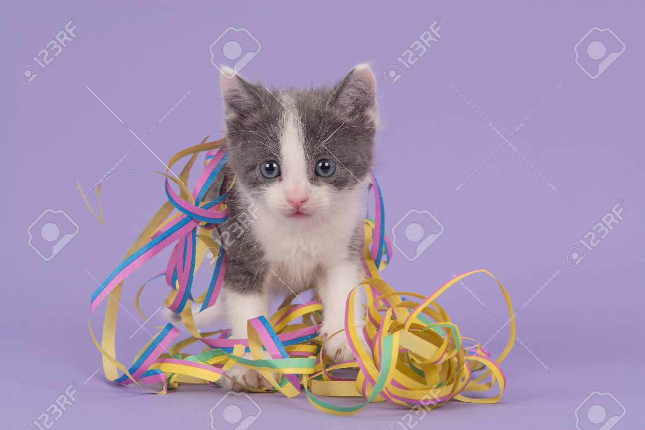Chaton Mignon Chat Gris Et Blanc Entre Les Guirlandes De Celebrations Anniversaire Ou Fete Sur Un Fond De Lavande Violette Banque D Images Et Photos Libres De Droits Image Chaton Mignon Chat Gris Et Blanc Entre Les Guirlandes De Celebrations Anniversaire Ou Fete Sur Un Fond De Lavande Violette Banque D Images Et Photos Libres De Droits Image