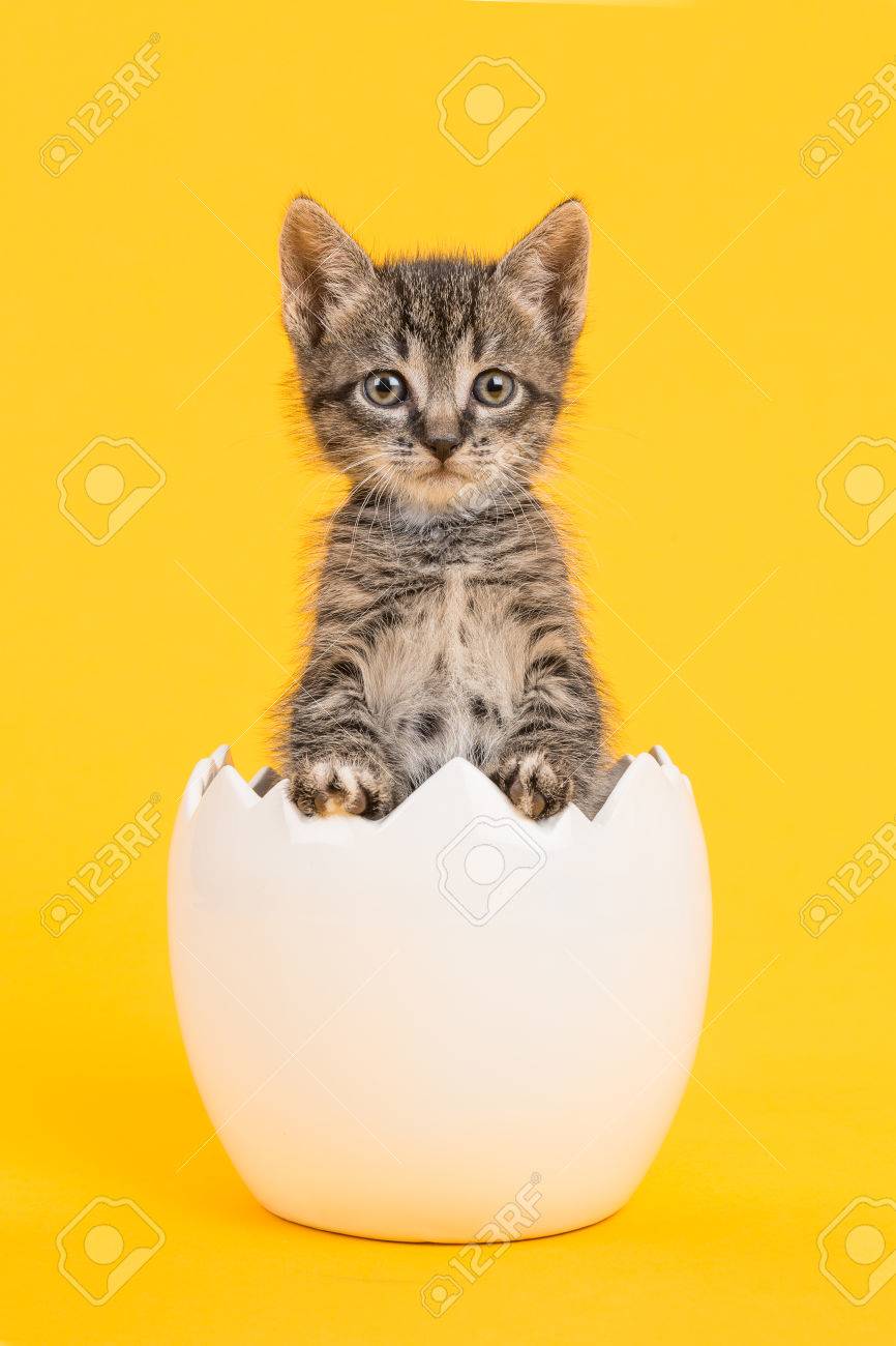 Mignon Tabby Bebe Chat Chaton Dans Une Coquille D Oeuf Blanc Sur Un Fond Jaune Banque D Images Et Photos Libres De Droits Image