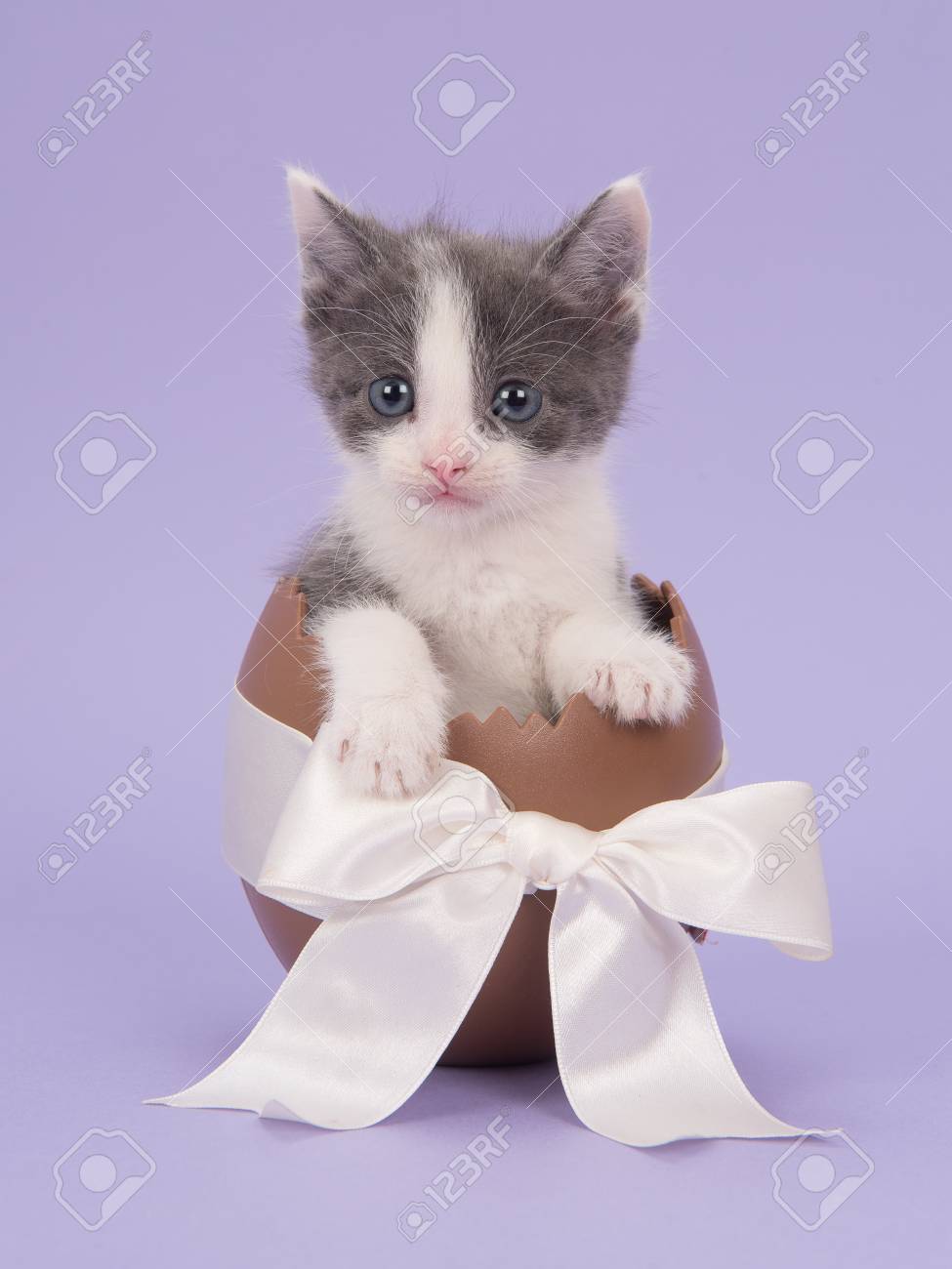 Chaton Mignon Chat Gris Et Blanc Dans Un Oeuf De Paques Au Chocolat Avec Un Ruban Blanc Sur Un Fond Violet Lavande Banque D Images Et Photos Libres De Droits Image