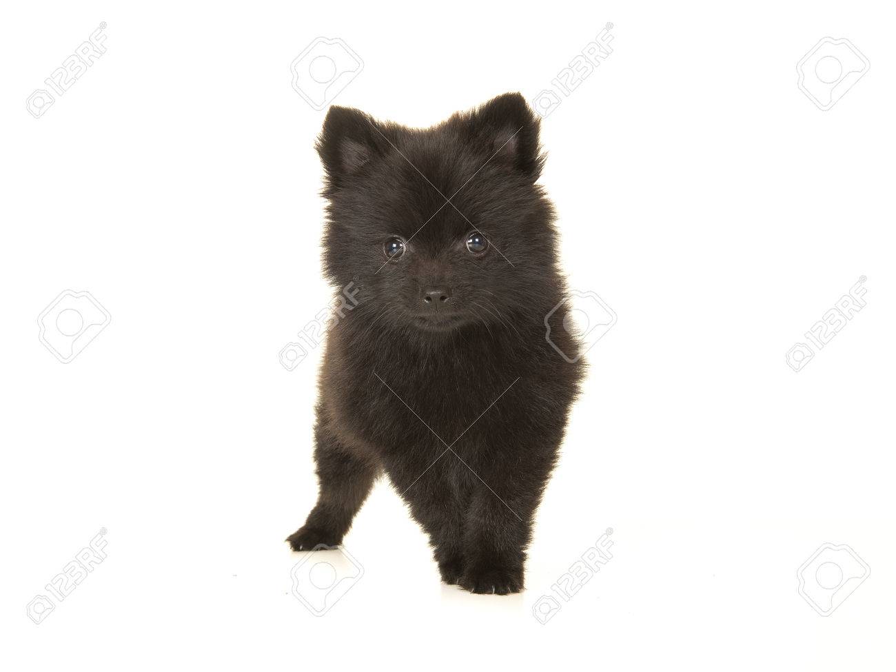 Chien Mignon Chiot De Pomeranian Noir Isole Sur Un Fond Blanc Face
