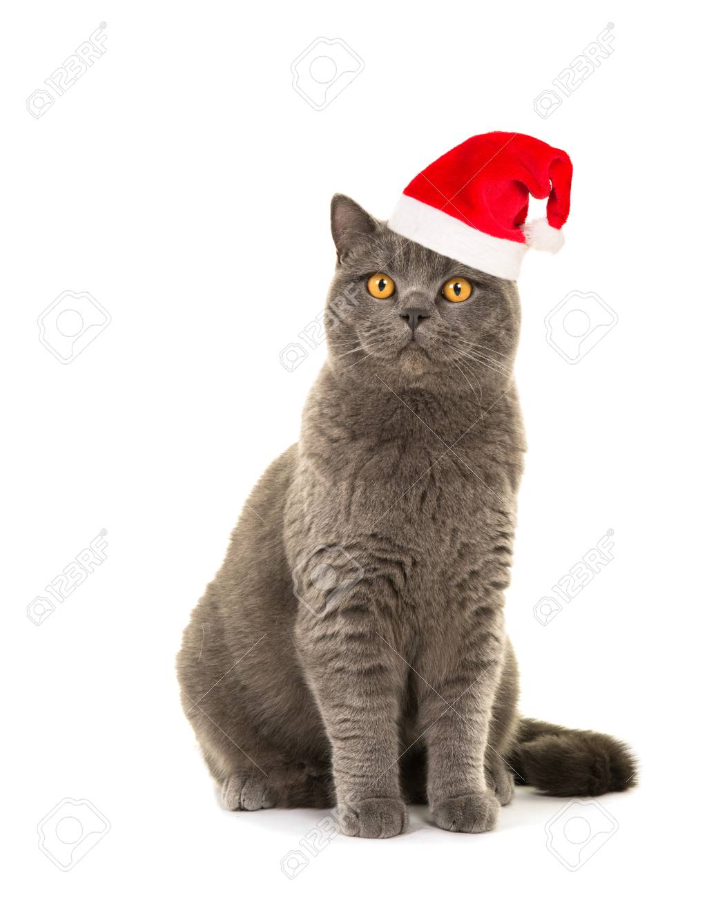 Pretty Blue Grey British Short Hair Cat With Golden Eyes Wearing