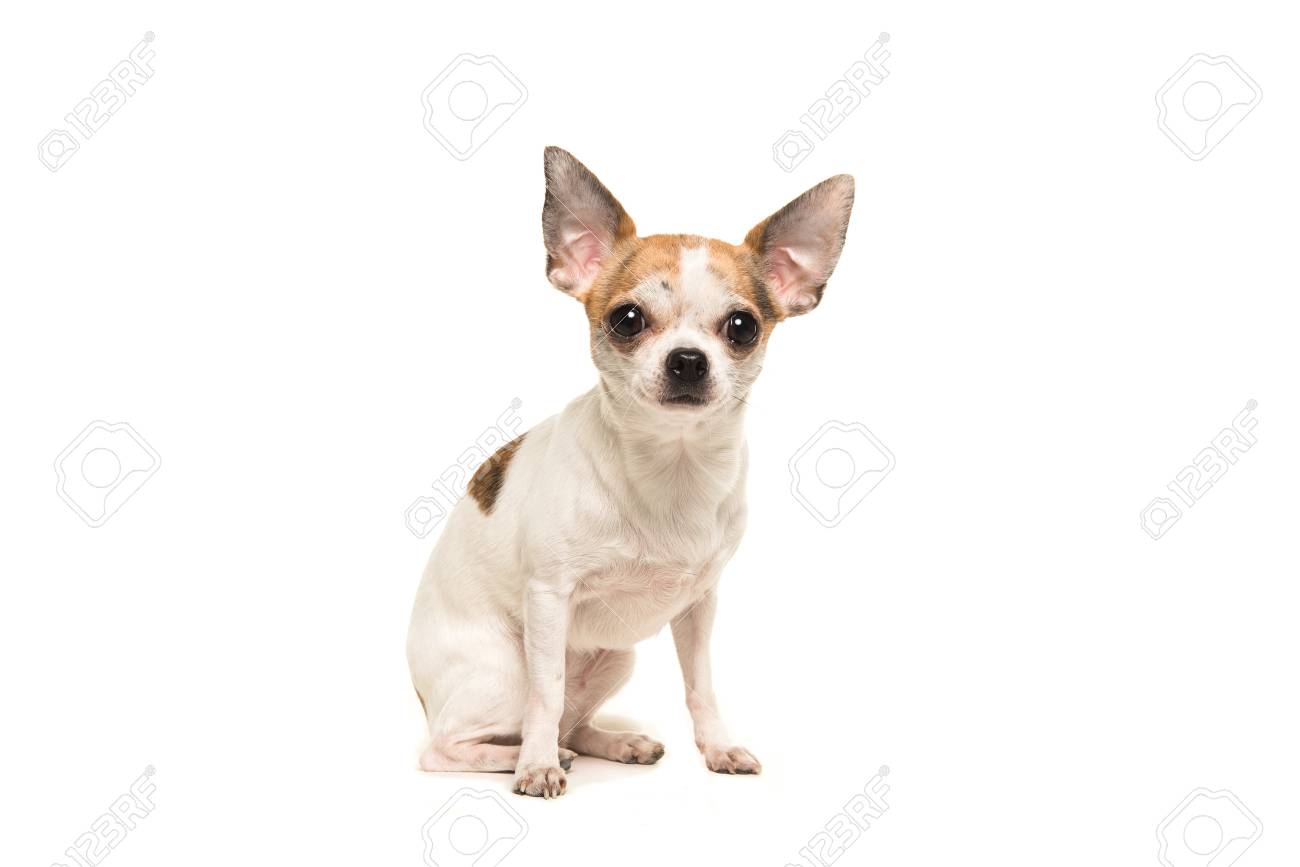 Sitting Shorthair Chihuahua Dog Sitting And Facing The Camera