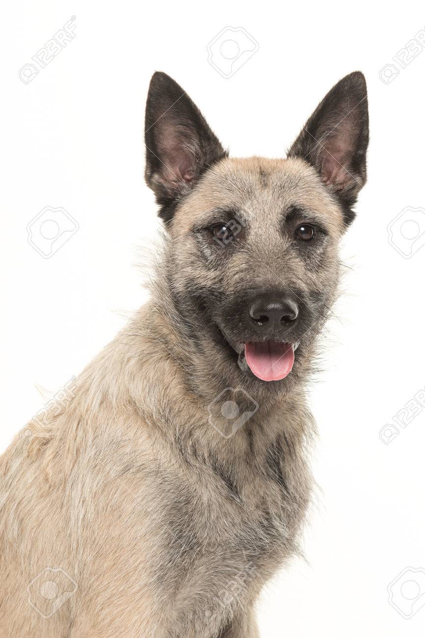 Wire haired shepherd Clearance
