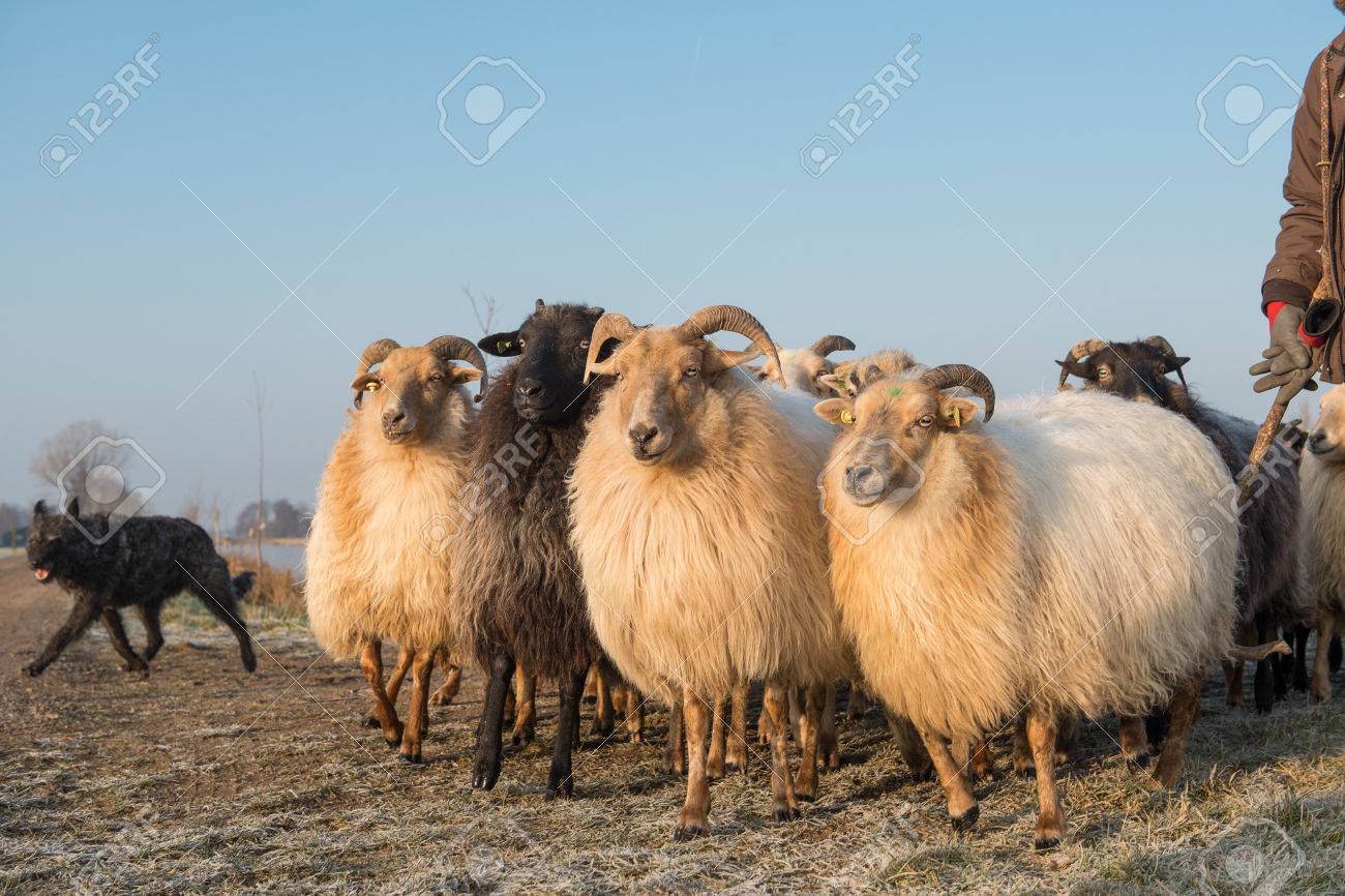 Troupeau De Moutons Rural Avec Un Chien De Berger Sur Une Journée Dhiver Avec Un Ciel Bleu