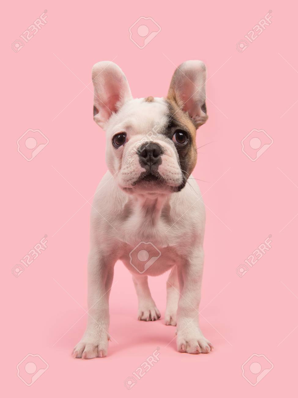 ピンクの背景にカメラを正面から見てかわいいの立っているフレンチ ブルドッグ子犬 の写真素材 画像素材 Image ピンクの背景にカメラを正面から見てかわいいの立っているフレンチ ブルドッグ子犬 の写真素材 画像素材 Image