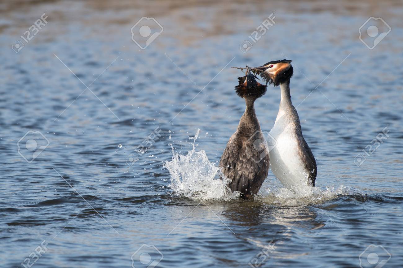 Deux Oiseaux Grèbe à Cou Noir Dans Leur Rituel Daccouplement