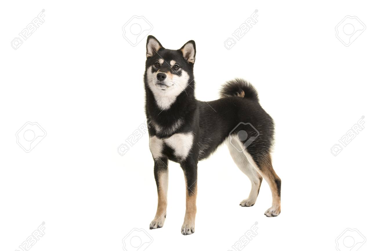 Black And Tan Standing Shiba Inu Dog Looking Up Isolated On A White Background Stock Photo Picture And Royalty Free Image Image