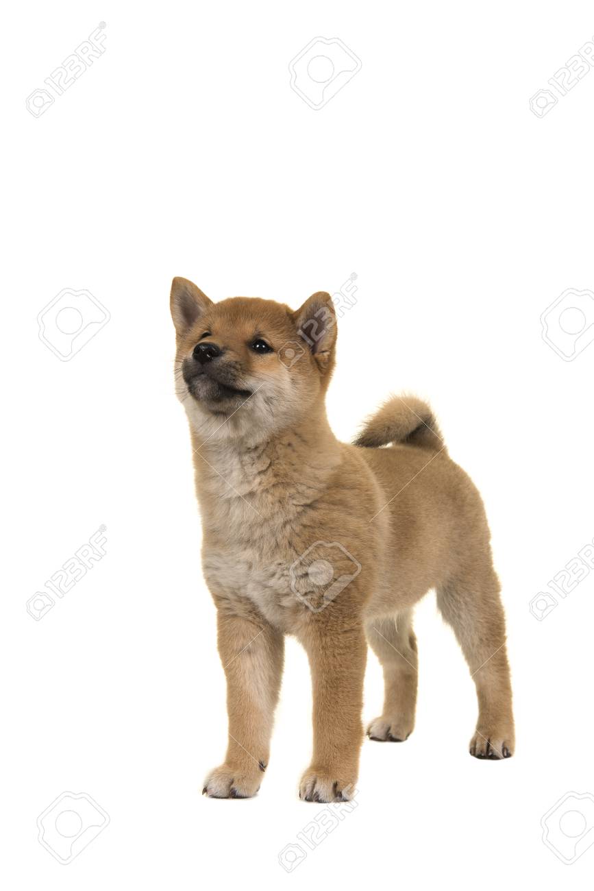 白い背景に立って見上げるフロントから見た犬子犬犬が分離された芝 の写真素材 画像素材 Image
