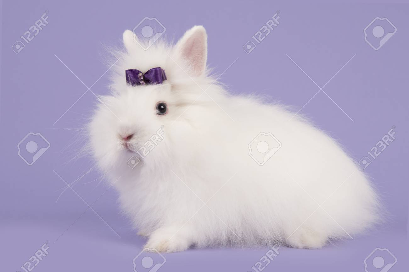 Pretty Long Haired Angora White Rabbit With A Purple Bow On A