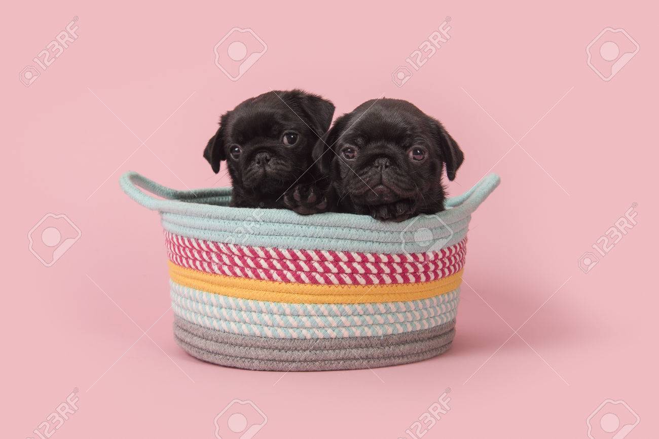 pink pug puppies