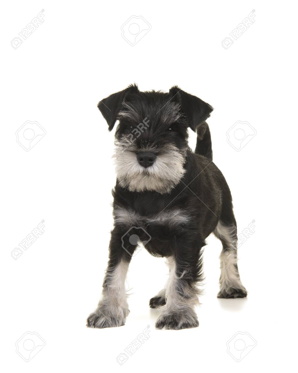 Mini Perrito Negro Y Gris Del Schnauzer Que Se Coloca Visto Del Frente Que Mira La Camara Aislada En Un Fondo Blanco Fotos Retratos Imagenes Y Fotografia De Archivo Libres De Derecho