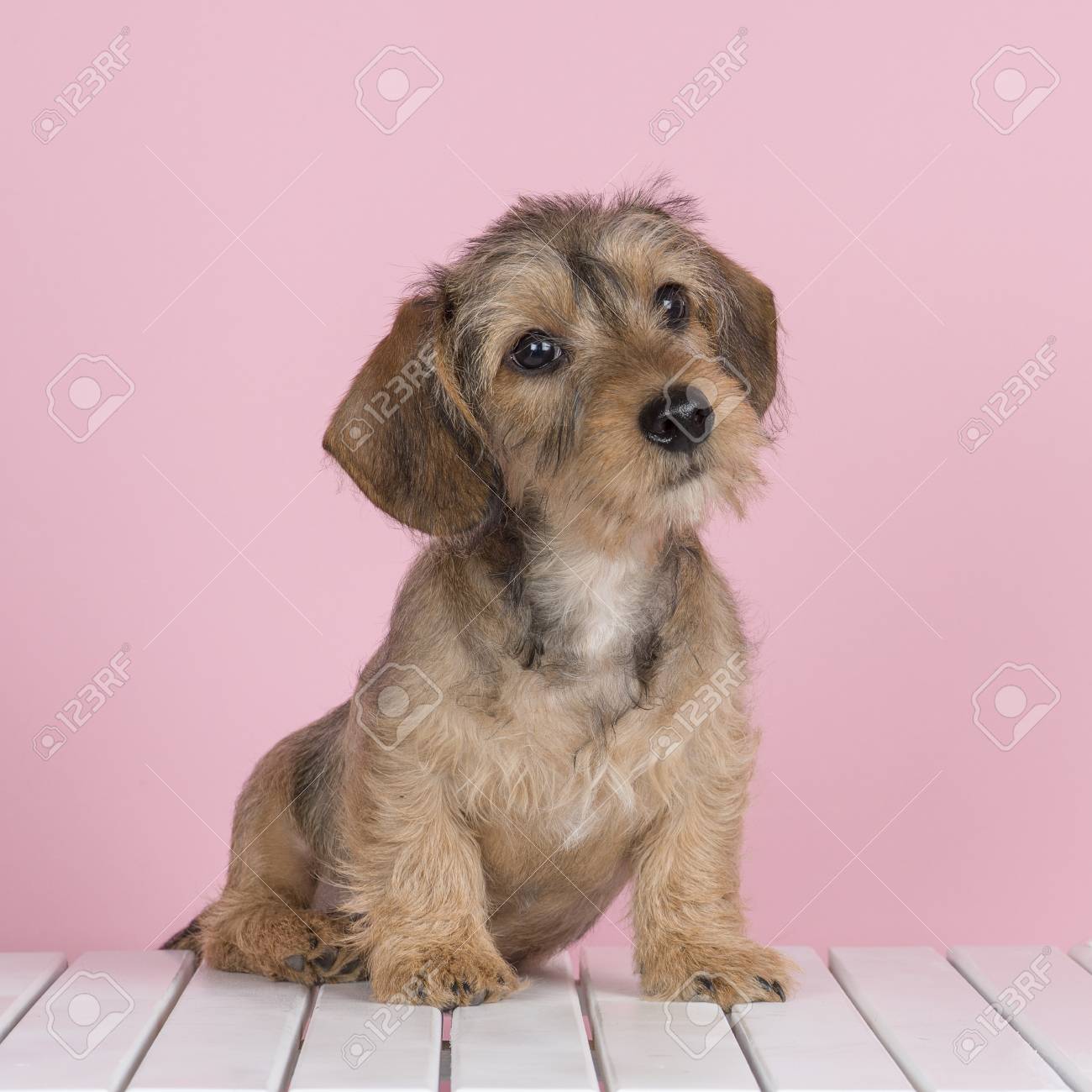 white wire haired dachshund