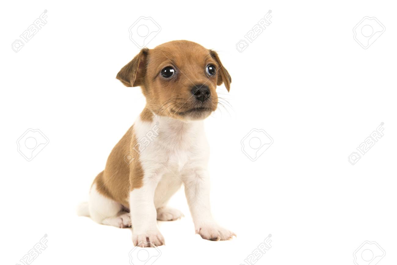 かわいいブラウンとホワイト ジャック ラッセルの白い背景の上に座っているテリア子犬が分離されました の写真素材 画像素材 Image かわいいブラウンとホワイト ジャック ラッセルの白い背景の上に座っているテリア子犬が分離されました の写真素材 画像素材 Image