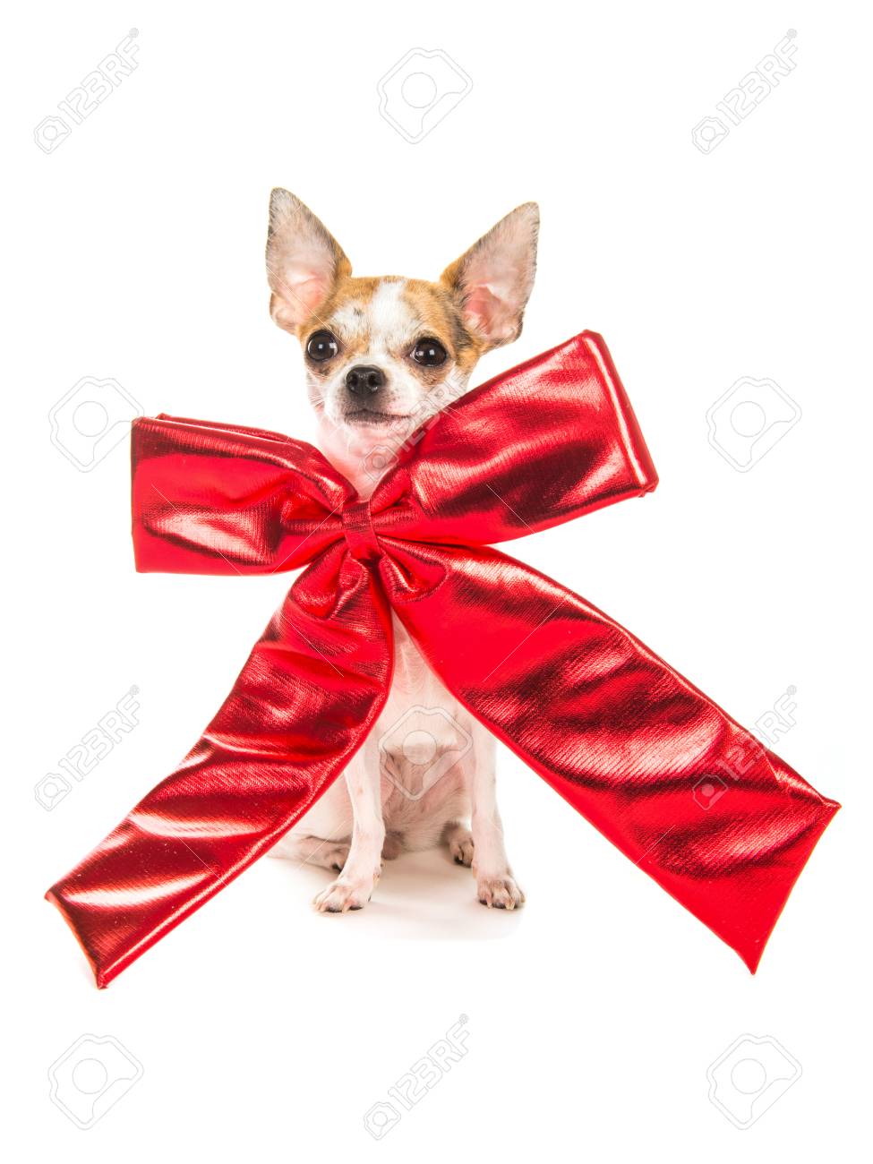 dog christmas bow