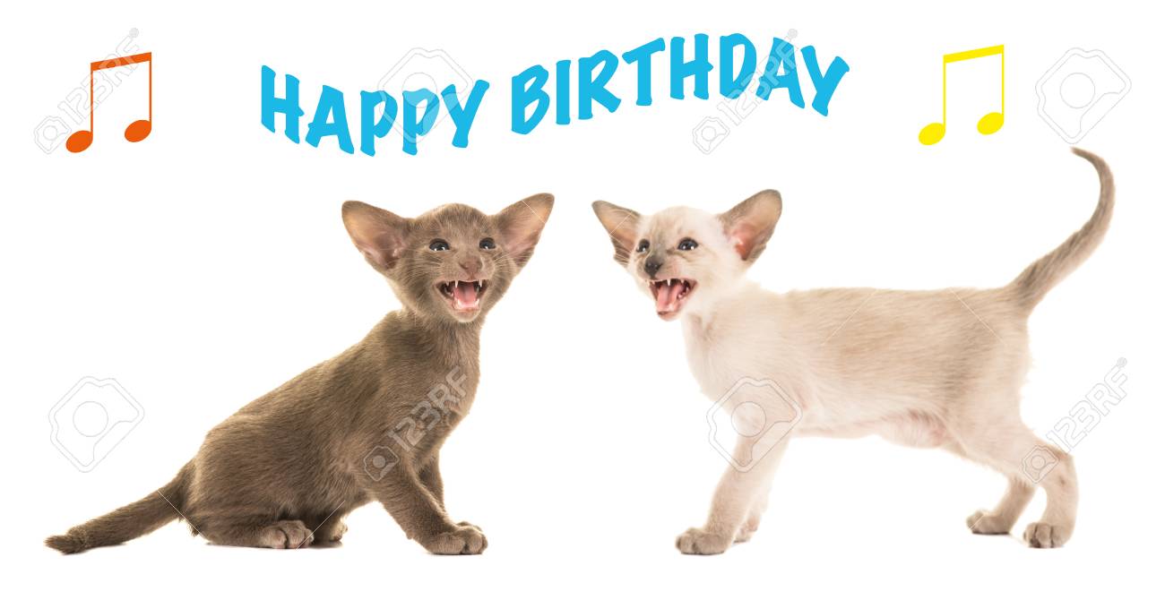誕生日カードとしてハッピーバースデーを歌う 2 つかわいいシャム猫の子猫 の写真素材 画像素材 Image 8109