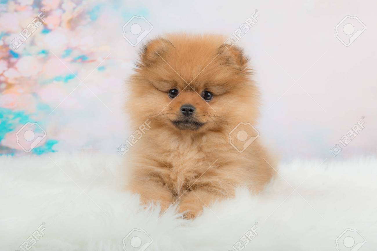 fuzzy pomeranian