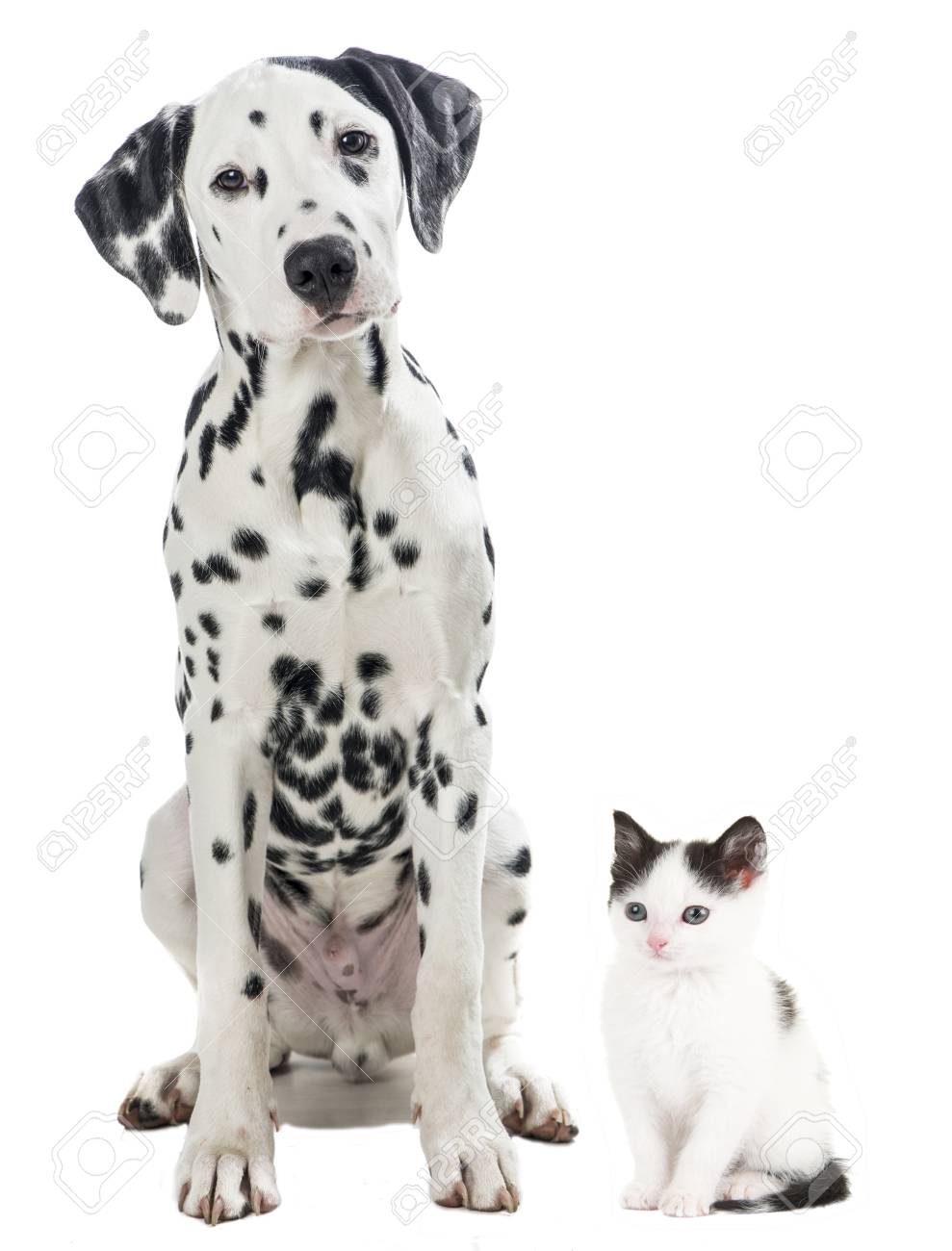 Dalmatien Chien Noir Et Blanc Assis Et Chat Noir Et Blanc Isole Sur Un Fond Blanc Banque D Images Et Photos Libres De Droits Image 8196