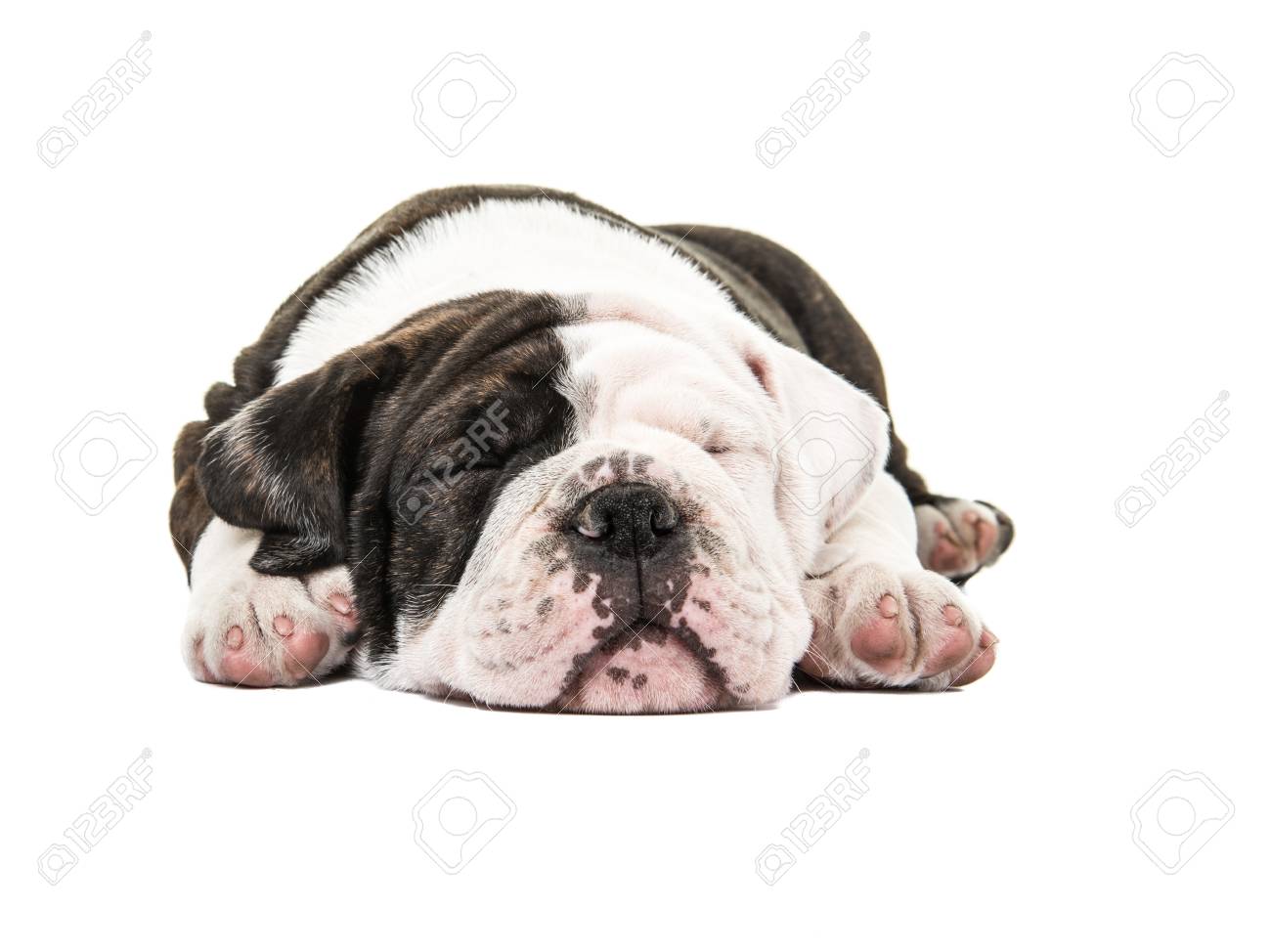 Immagini Stock Bulldog Inglese Di Sonno Sveglio Isolato Su Una Priorita Bassa Bianca Image 88829817