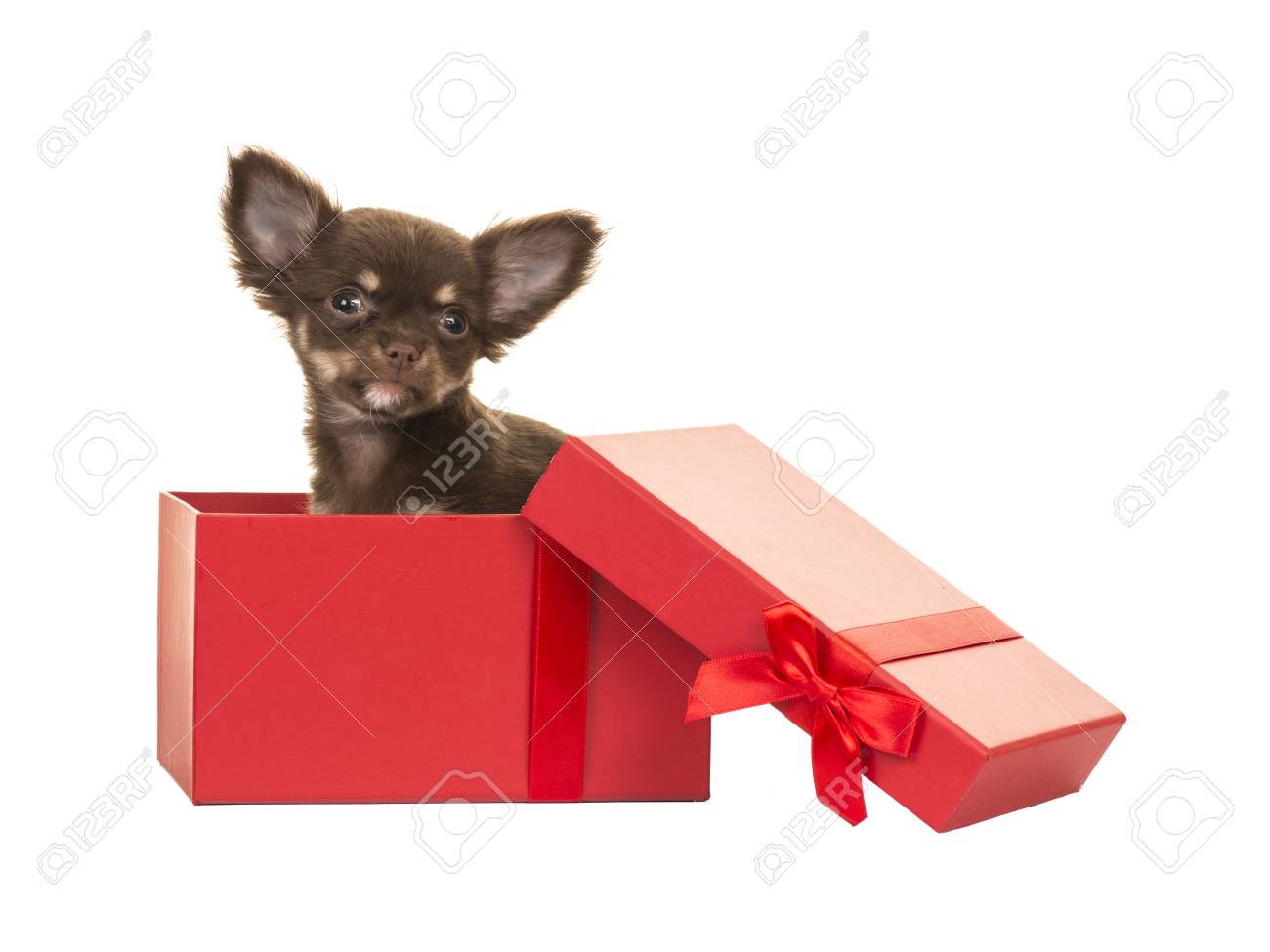 puppy present box