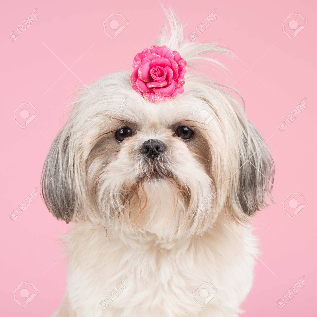 dog with pink bow
