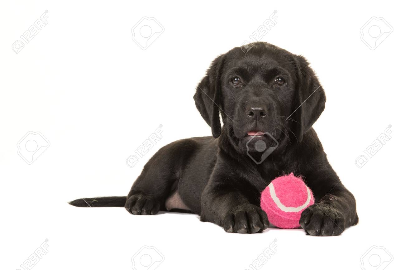 ピンクのボールが白い背景で隔離のかわいい黒いレトリーバー子犬犬 の写真素材 画像素材 Image 0273