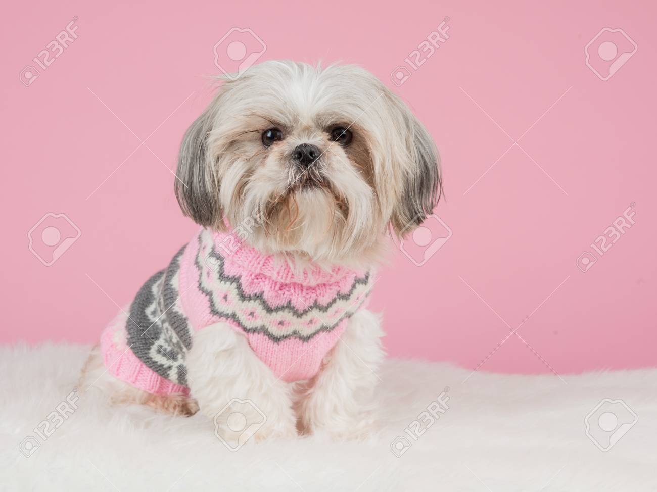 shih tzu sweaters
