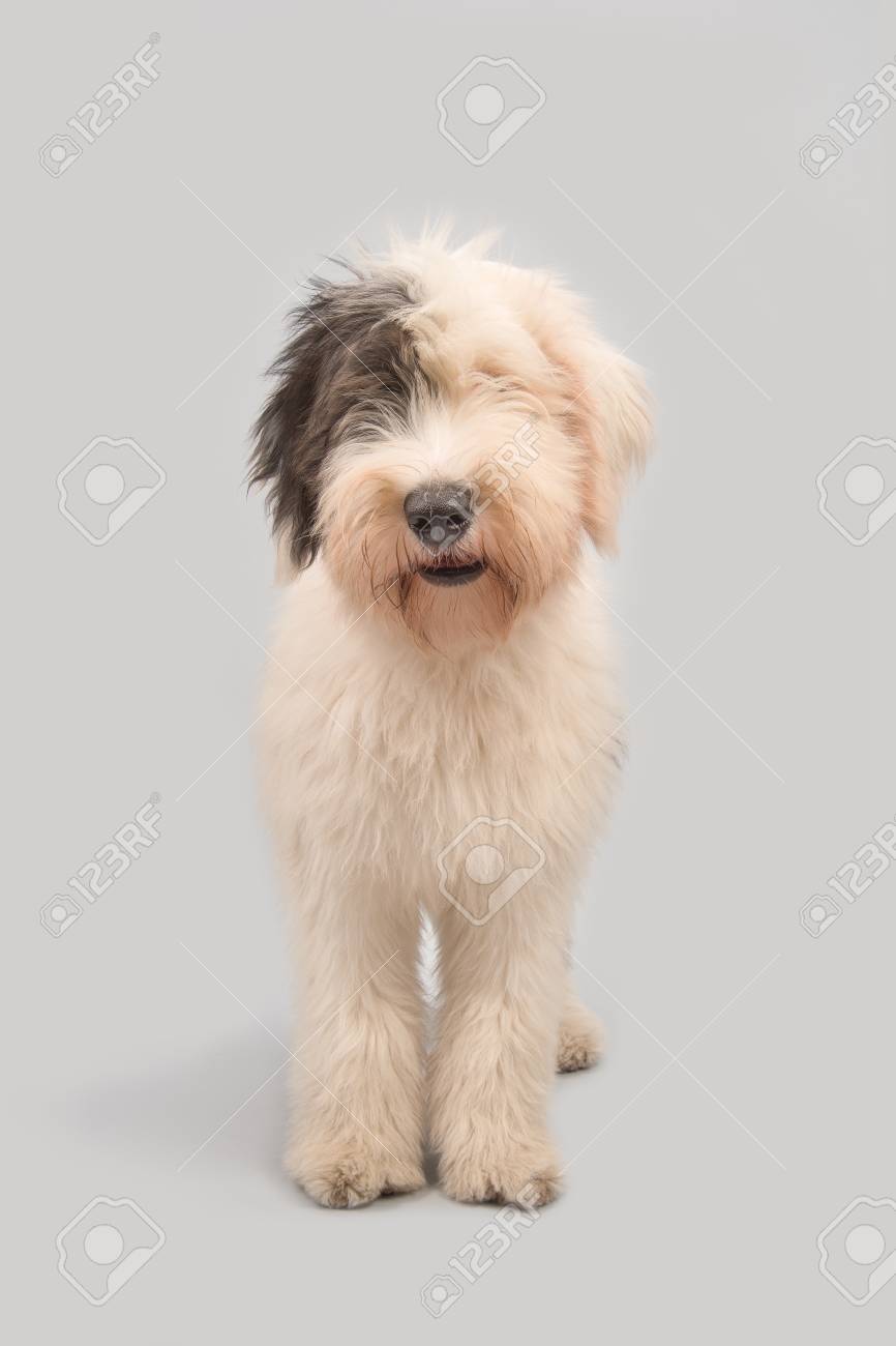 grey sheepdog