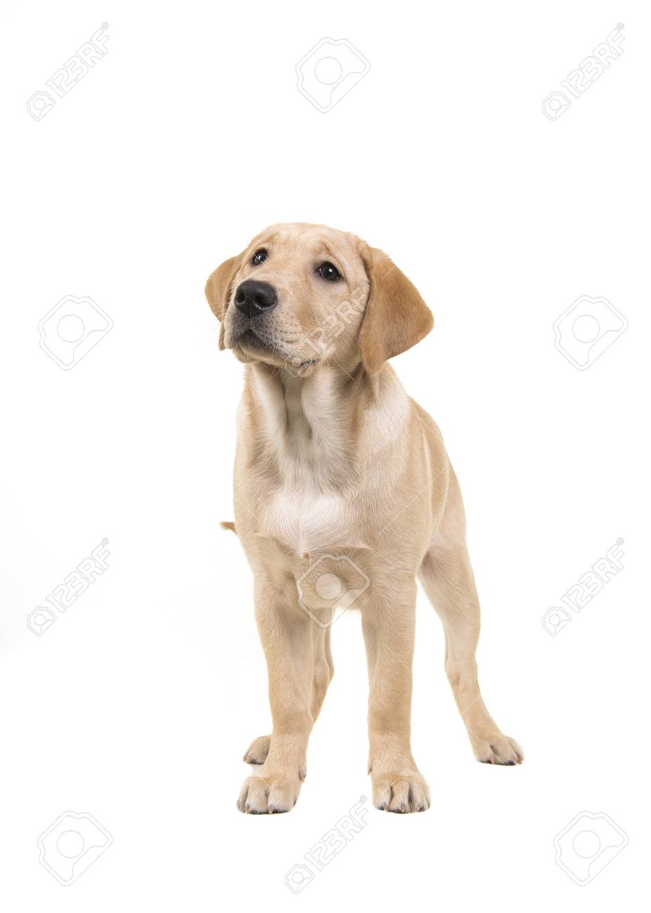 Blond Labrador Retriever Standing And Looking Up Isolated On A White Background Stock Photo Picture And Royalty Free Image Image 99623086
