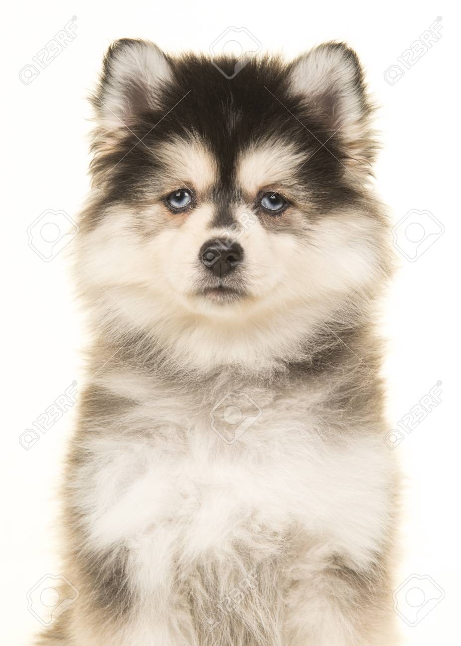 pomeranian husky blue eyes