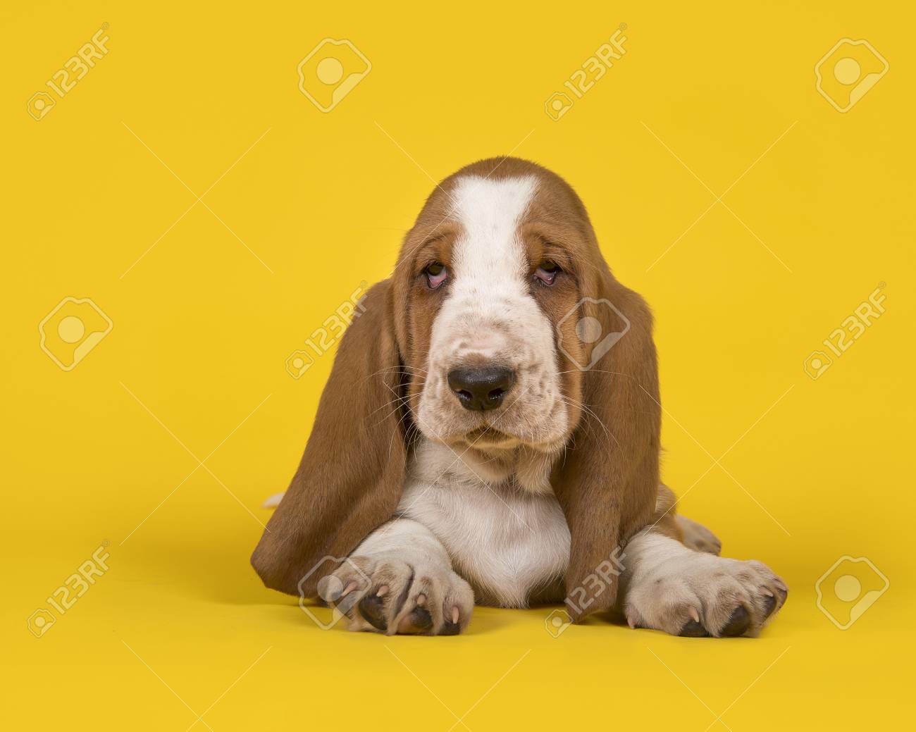 ruffwear life jacket