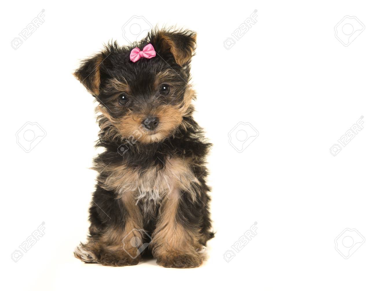 Yorkie with a bow Clearance