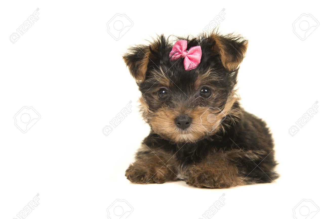 Yorkie with a bow Clearance