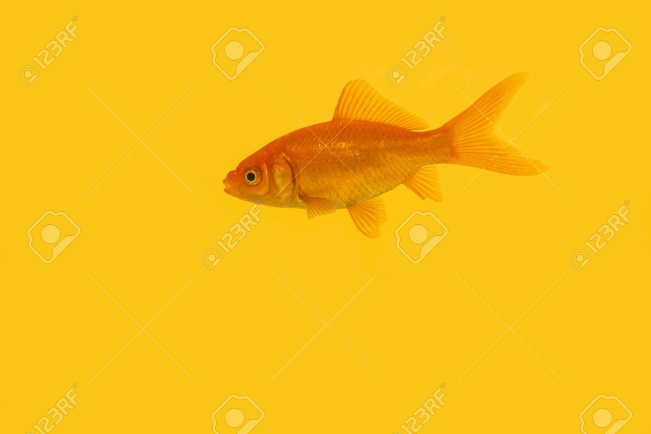 横から見た黄色の背景に泳ぐ単一のオレンジ色の金魚の写真素材