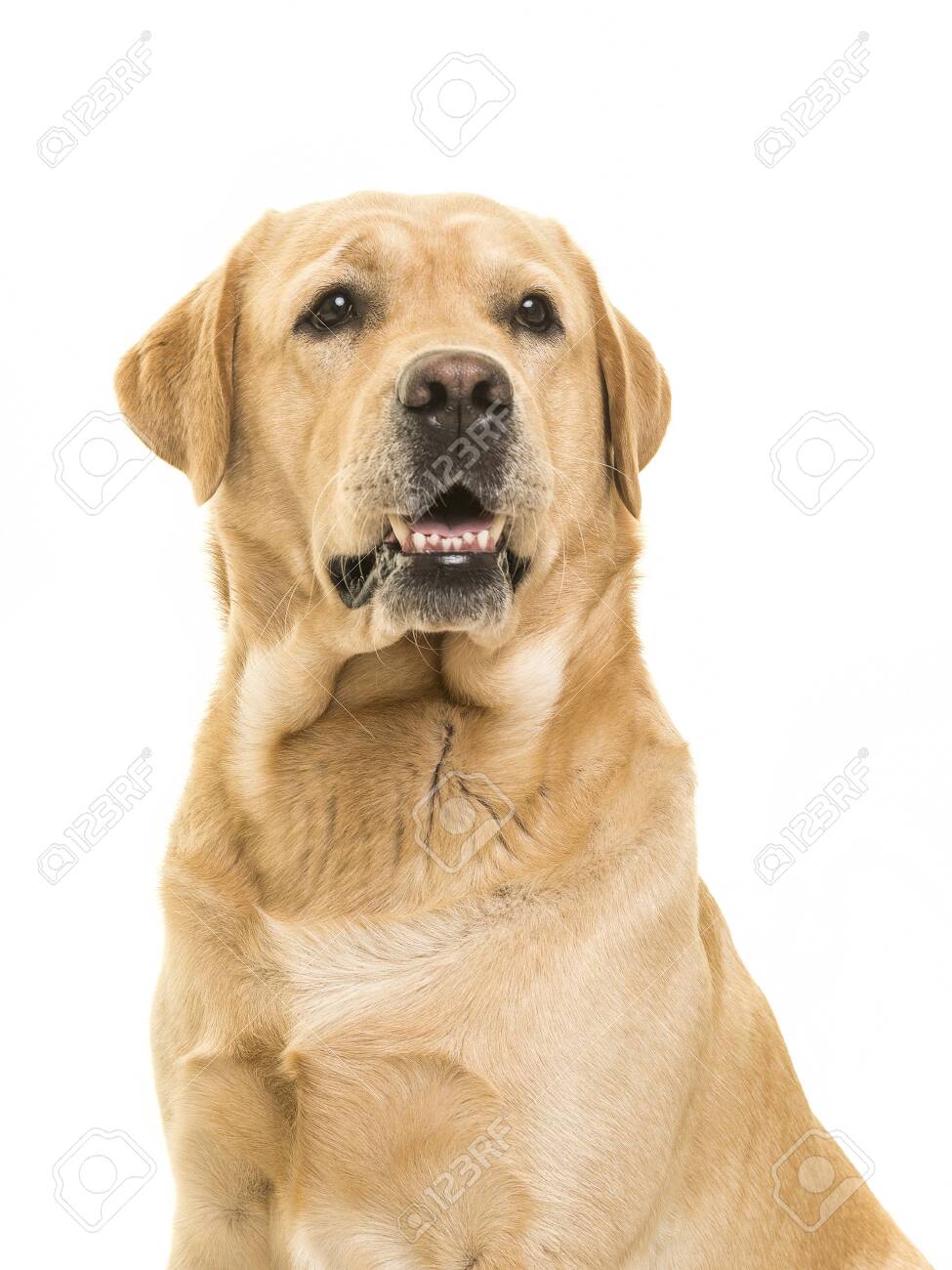 blond labrador retriever