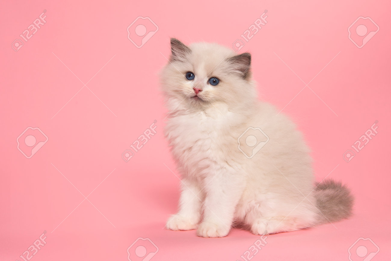 Discount cute ragdoll Top Sellers