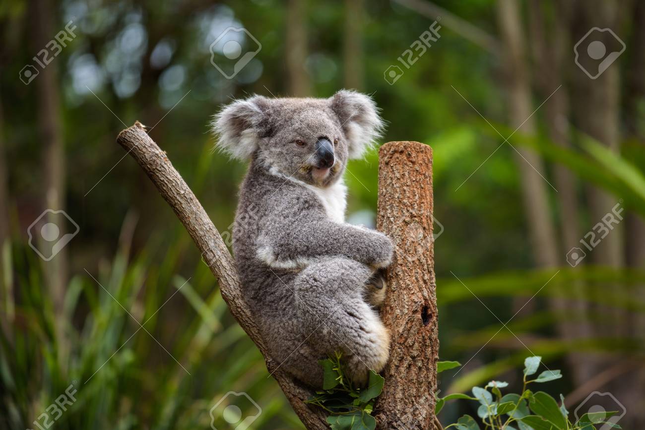オーストラリアのユーカリの木のコアラ の写真素材 画像素材 Image