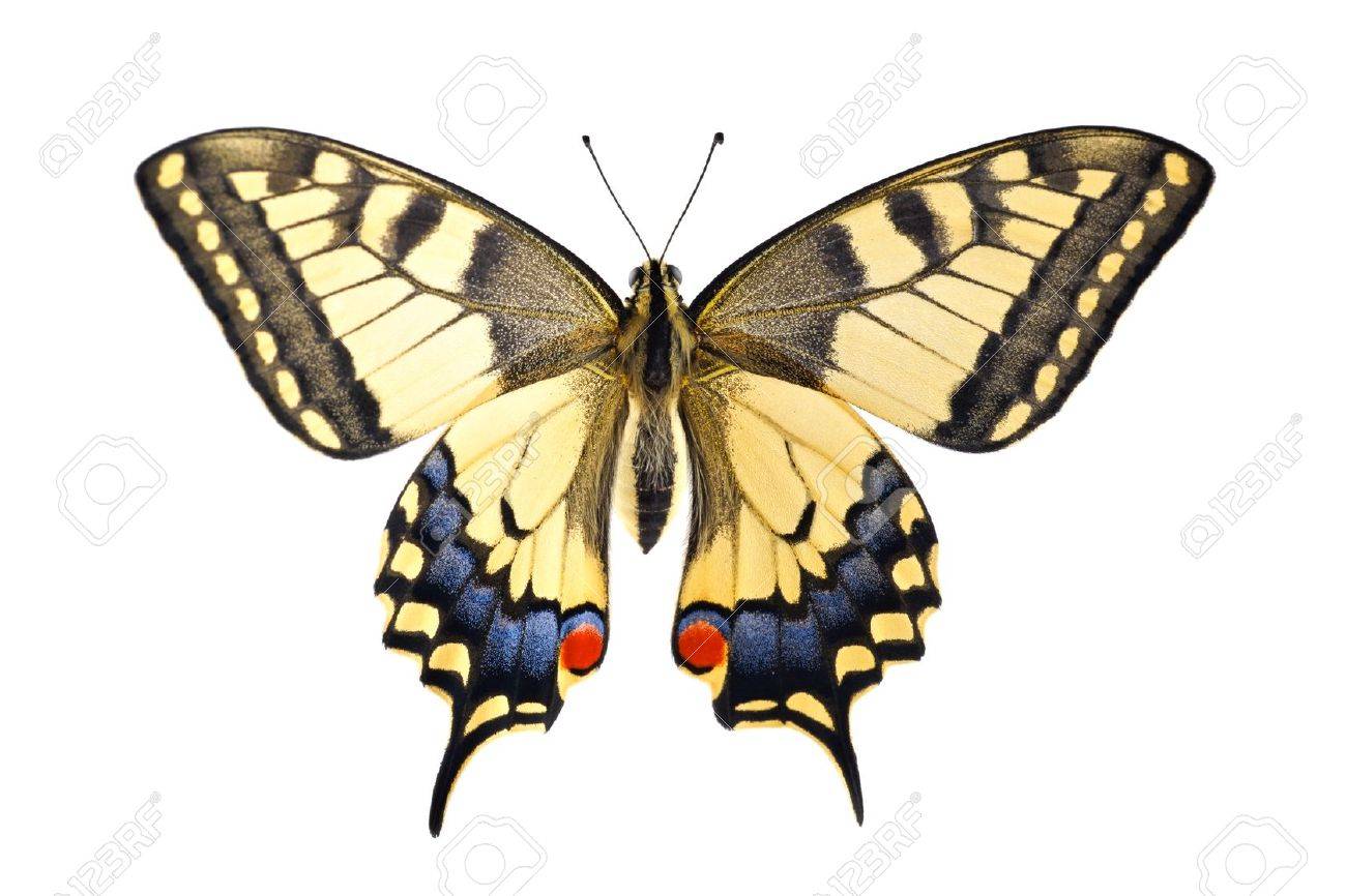 Butterfly machaon Butterfly machaon