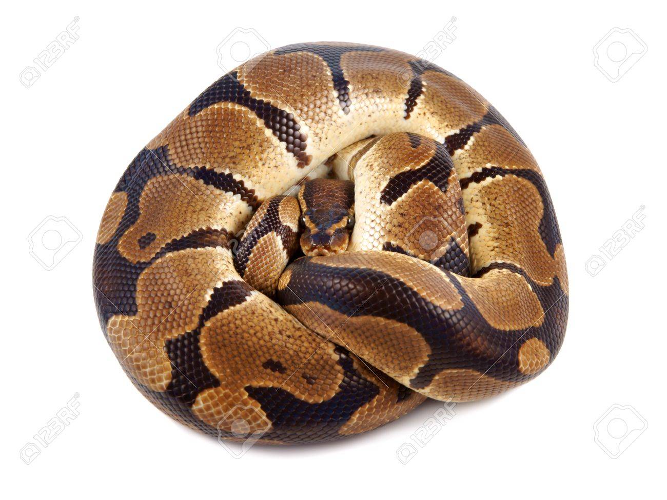 Python Regius、それはまたとして知られているロイヤル Python や