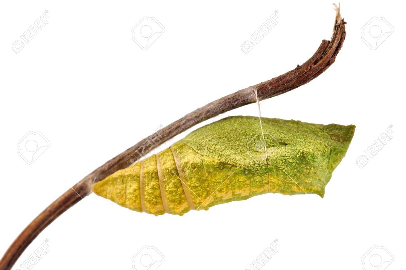 Old World Swallowtail Papilio Machaon Butterfly Chrysalis Attached To A Stick Stock Photo Picture And Royalty Free Image Image