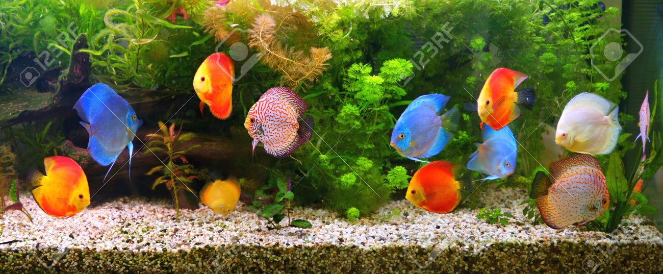 Discus Symphysodon Les Cichlidés Multicolores Dans Laquarium Le Natif De Poissons Deau Douce Dans Le Bassin Du Fleuve Amazone