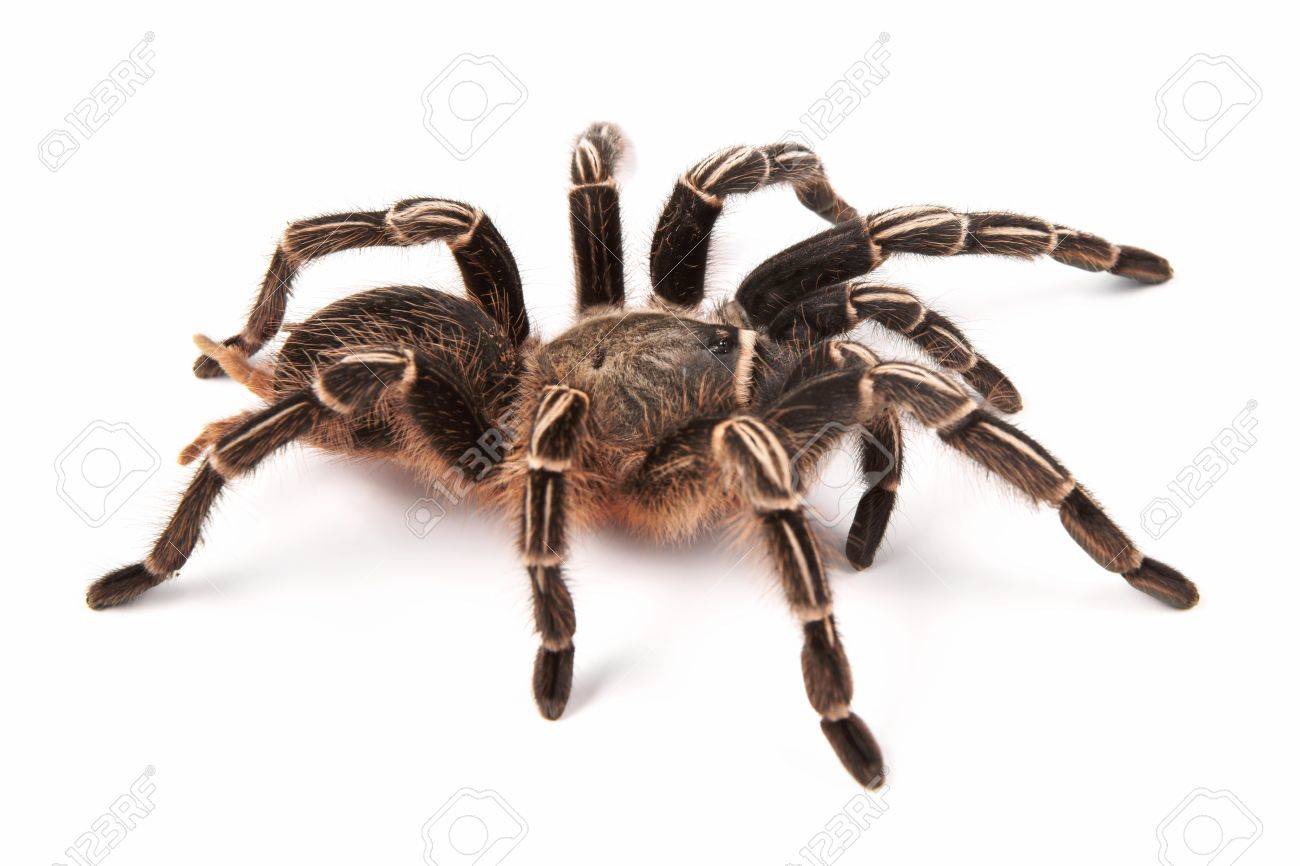 コスタリカ ゼブラ タランチュラ ストライプ膝タランチュラ Aphonopelma Seemanni このクモ西部コスタリカのほとんどに生息します の写真素材 画像素材 Image 27264135