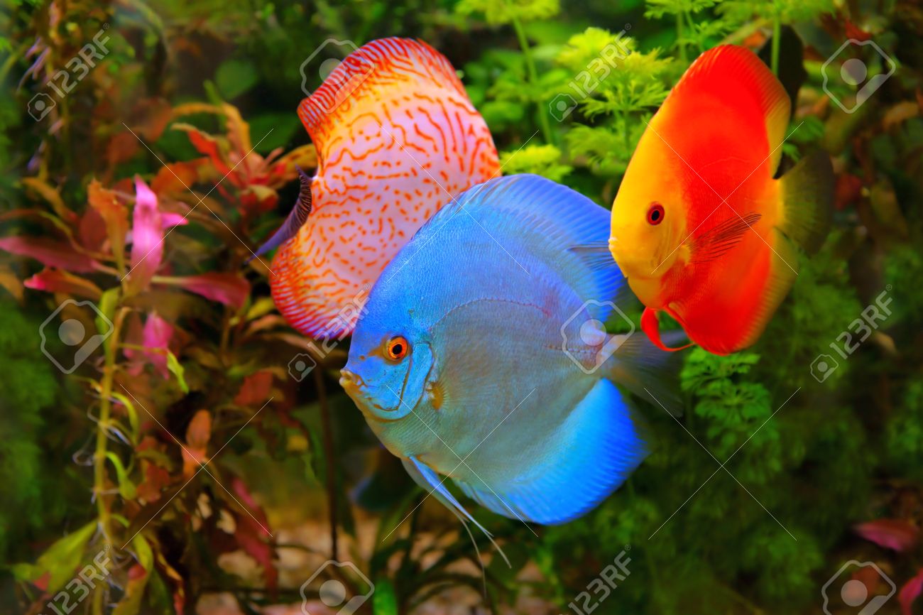 Discus Symphysodon Multi Colored Cichlids In The Aquarium