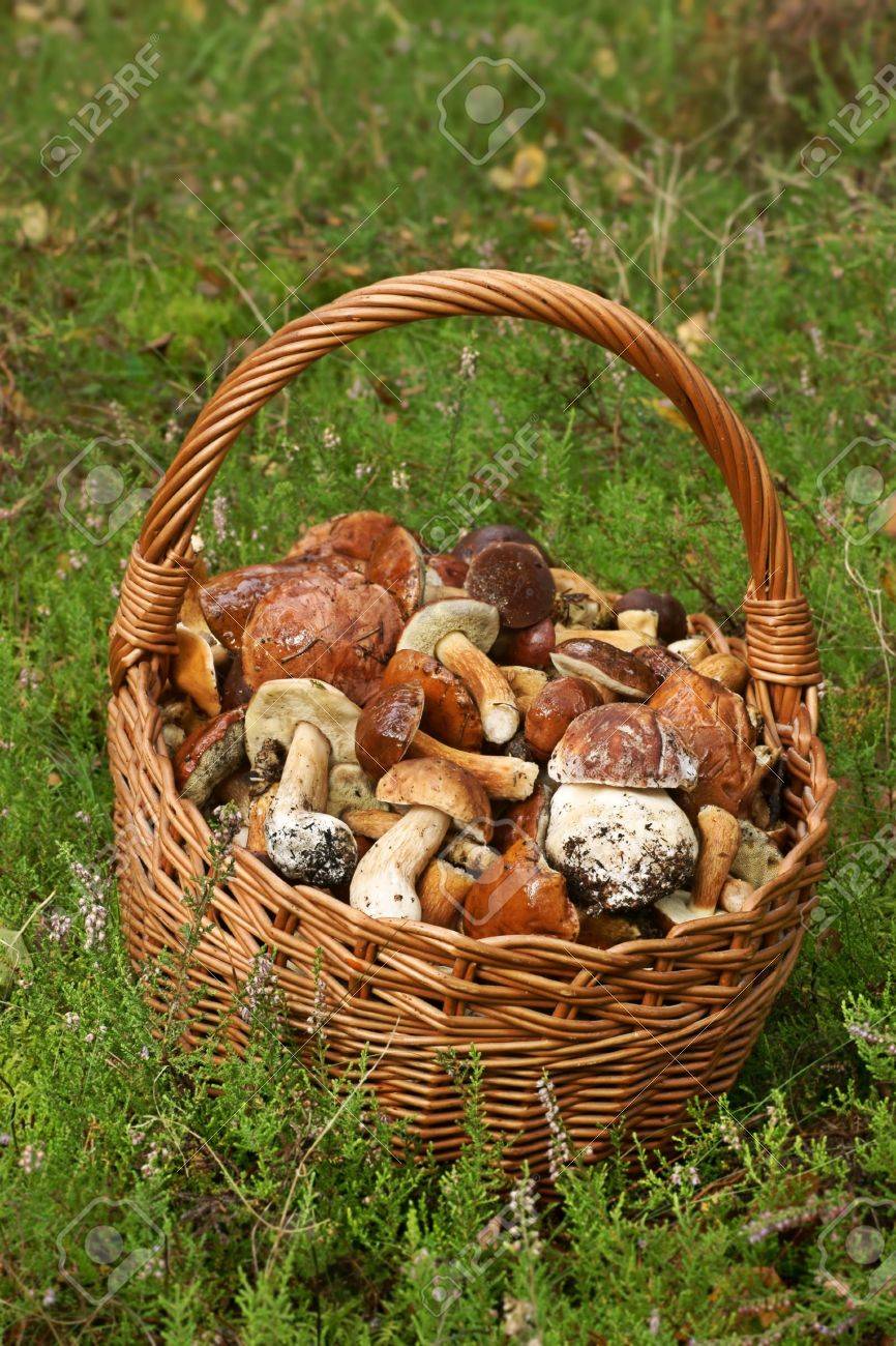 Koszyk grzybów
