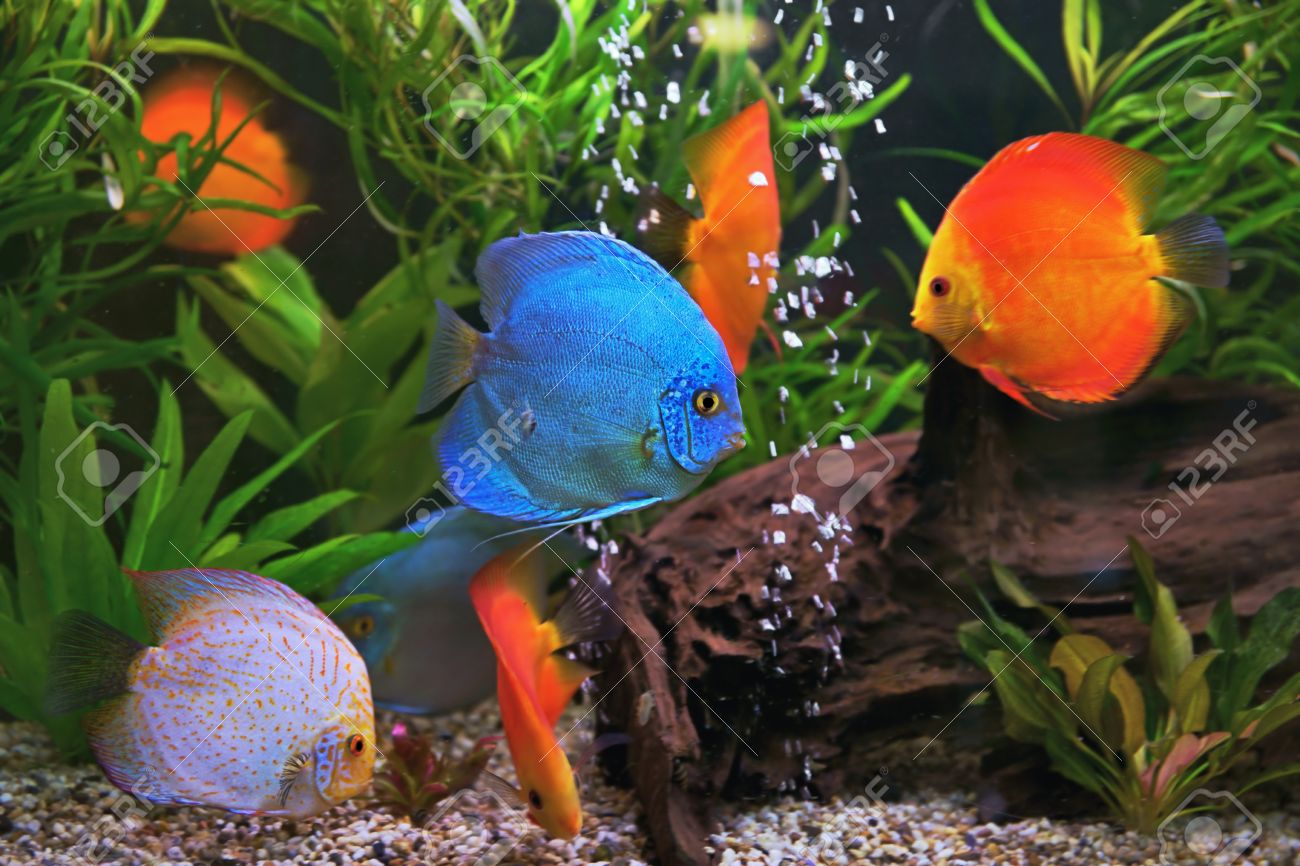 Multicolore Symphysodon Discus Cichlidés Dans Laquarium De Lindigène De Poissons Deau Douce Dans Le Bassin Du Fleuve Amazone