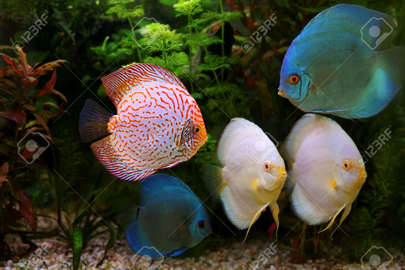 ディスカス 熱帯魚の一種 アマゾン川流域原産の淡水魚水槽でマルチカラーのシクリッド の写真素材 画像素材 Image