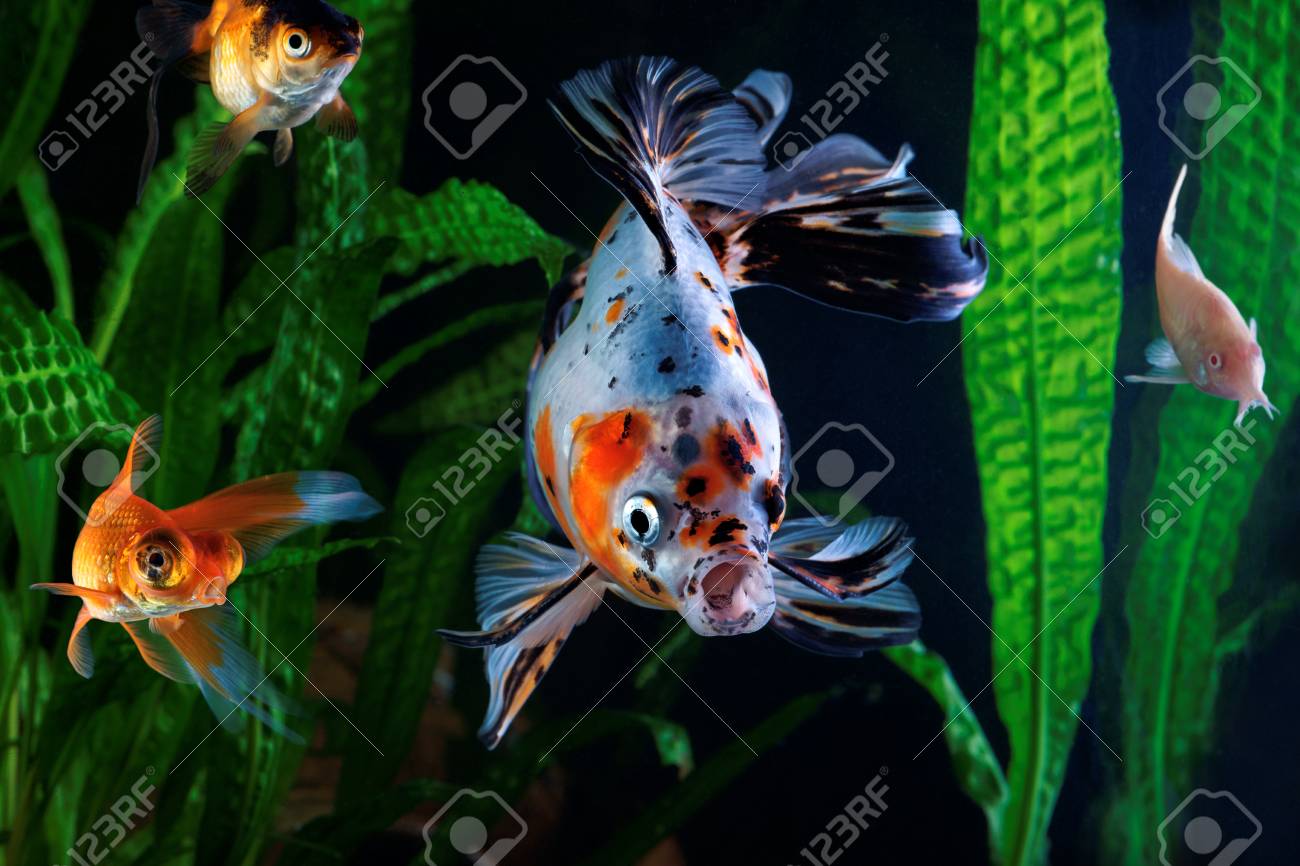 Unduh 530+ Background For Aquarium Plants Gratis