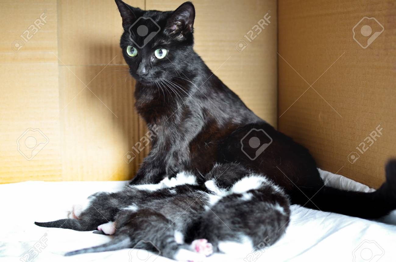 black cat litter