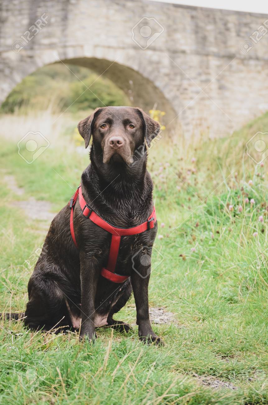 dog harness for labs